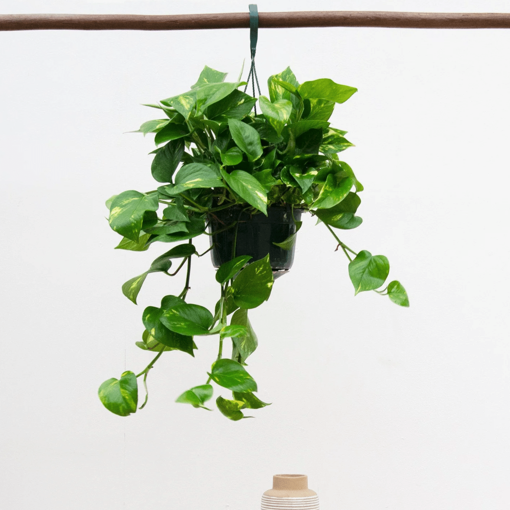 money plant epipremnum aureum Epipremnum Aureum | 40cm | Order online