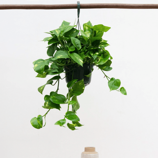 Epipremnum Aureum - 40cm