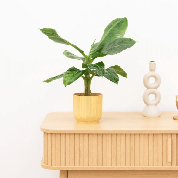 Bananenplant (Musa) - 35 cm