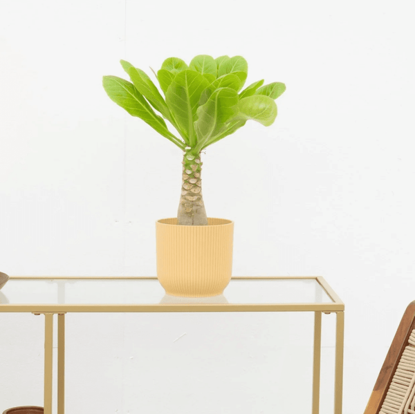Brighamia insignis 'Hawaii Palm' - 25cm kopen bij Green Bubble