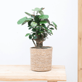 Product afbeelding 1