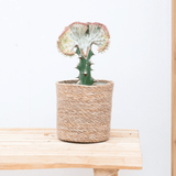 Product afbeelding 1