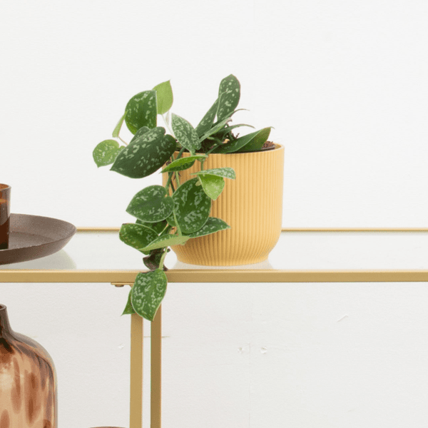 Scindapsus Pictus Argyraeus - 25 cm