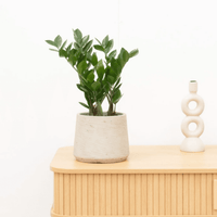 Zamioculcas - 50 cm