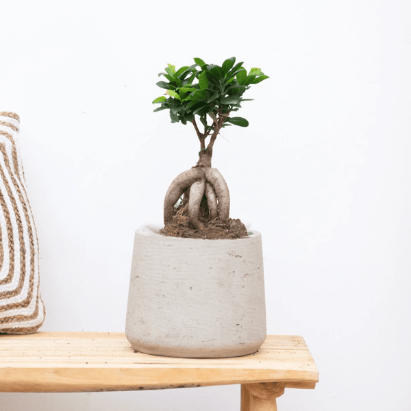 Ficus Microcarpa Ginseng - 30cm