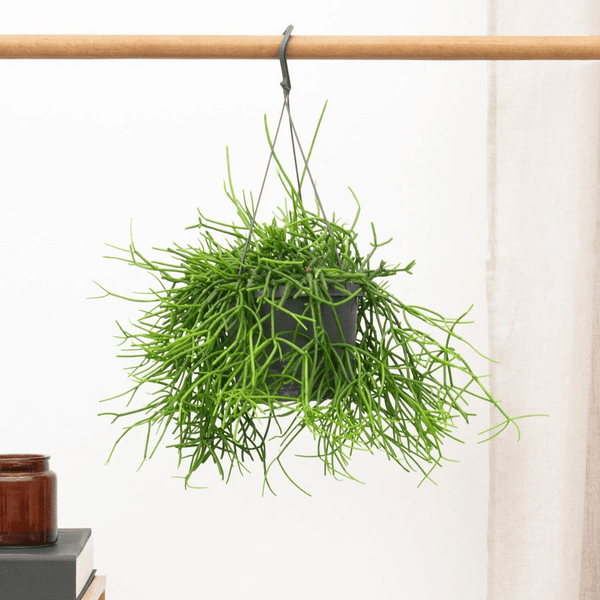 Rhipsalis Oasis hangplant - 25 cm