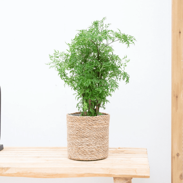 Polysicas Hawaiiana Ming - 40cm