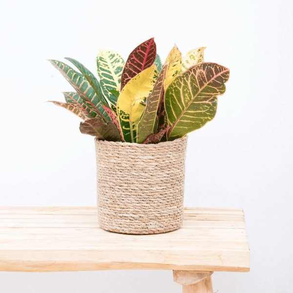 Codiaeum variegatum 'Petra' - 30cm