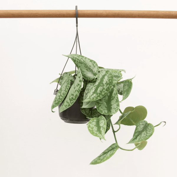 Scindapsus Pictus Trebie hangplant - 40 cm