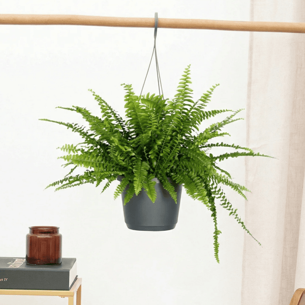 Nephrolepis Exaltata hangplant - 40cm