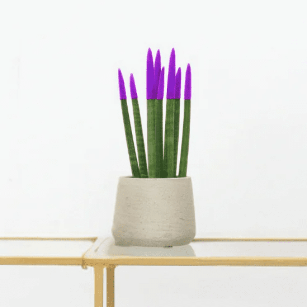 Sansevieria Cylindrica Velvet Touchz lila | 25cm