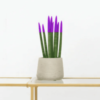 Sansevieria Cylindrica Velvet Touchz paars - 25cm