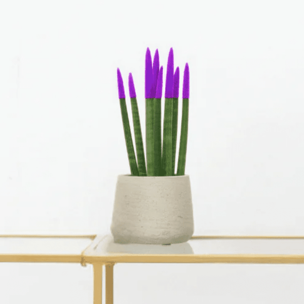 Sansevieria Cylindrica Velvet Touchz paars - 25cm