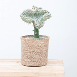Product afbeelding 1