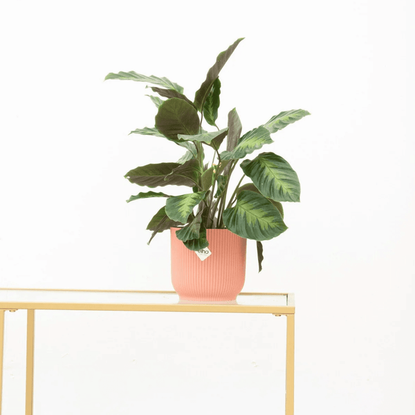 Calathea Maui Queen - 35cm