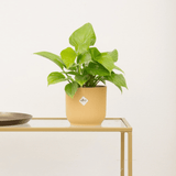 Product afbeelding 1