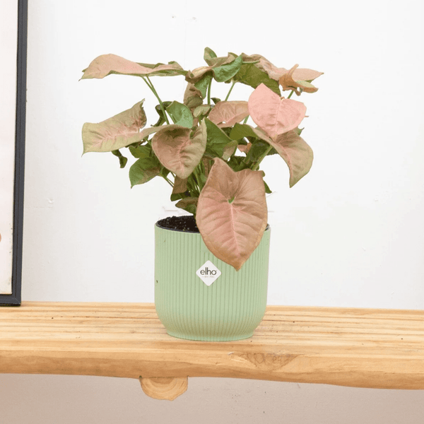 Syngonium Red Heart Feel Green - 30cm