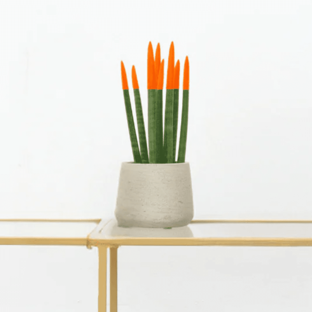 sansevieria cylindrica giftig Sansevieria Cylindrica Velvet Touchz orange | 25cm