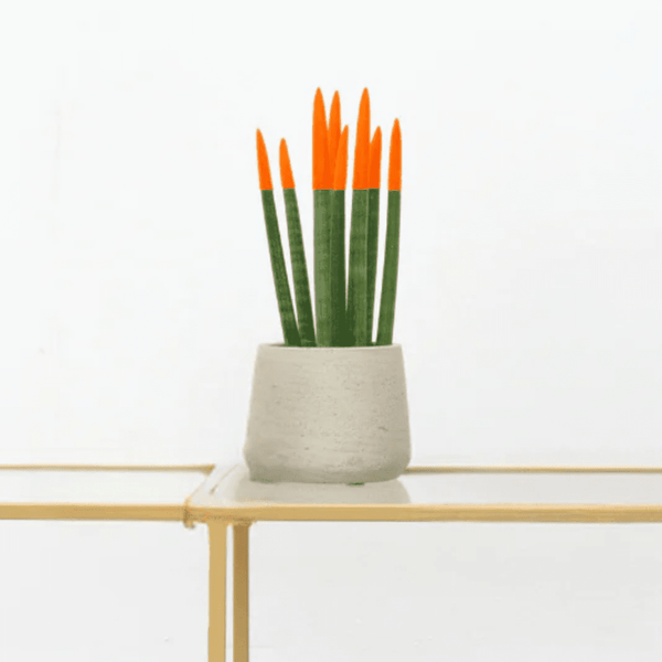 Sansevieria Cylindrica Velvet Touchz oranje - 25cm