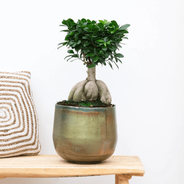 Ficus Microcarpa Ginseng - 40cm