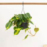 Product afbeelding 1