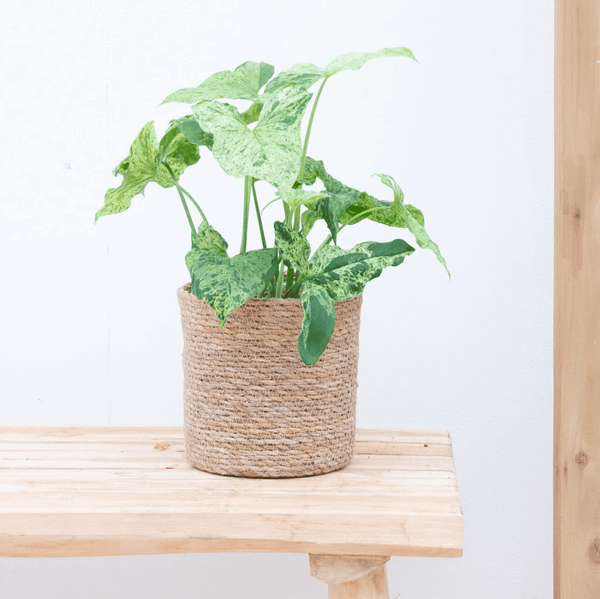 Syngonium Mottled - 35cm kopen bij Green Bubble