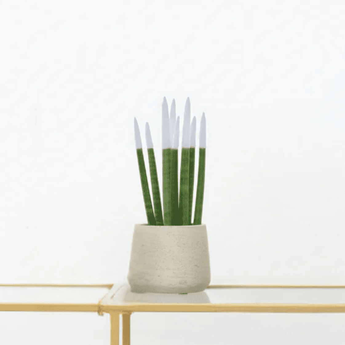 Sansevieria Cylindrica Velvet Touchz weiss | 25cm