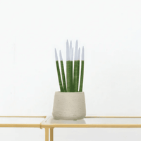 Sansevieria Cylindrica Velvet Touchz wit - 25cm