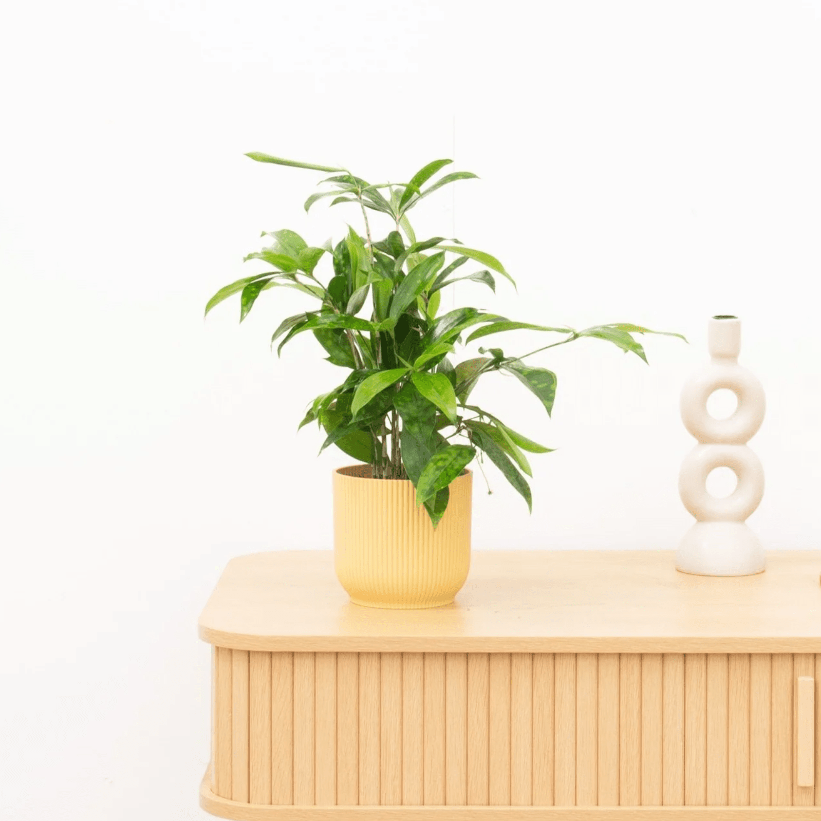 dracaena surculosa giftig Dracaena Surculosa - 40 cm