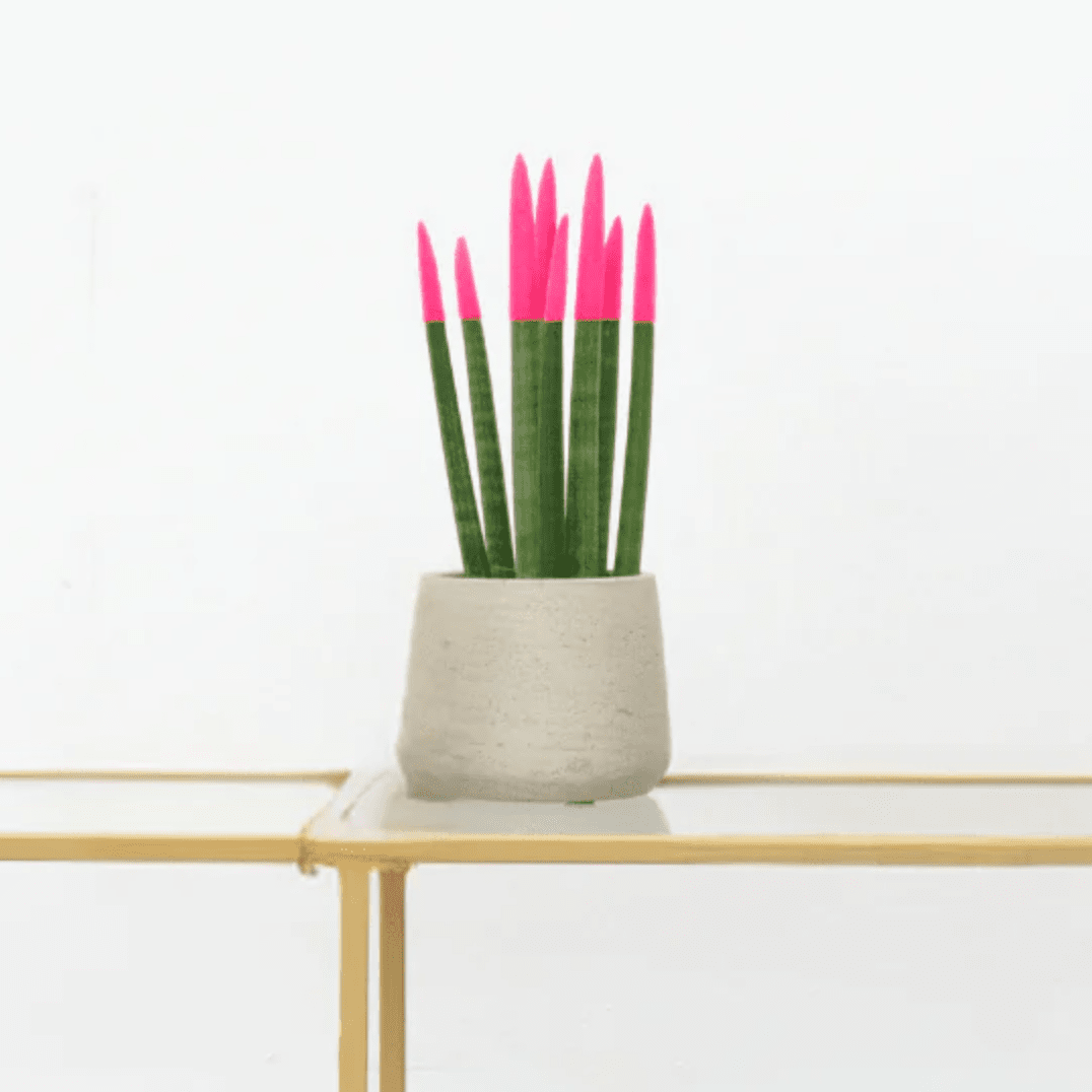 sansevieria cylindrica velvet touch Sansevieria Cylindrica Velvet Touchz pink | 25cm