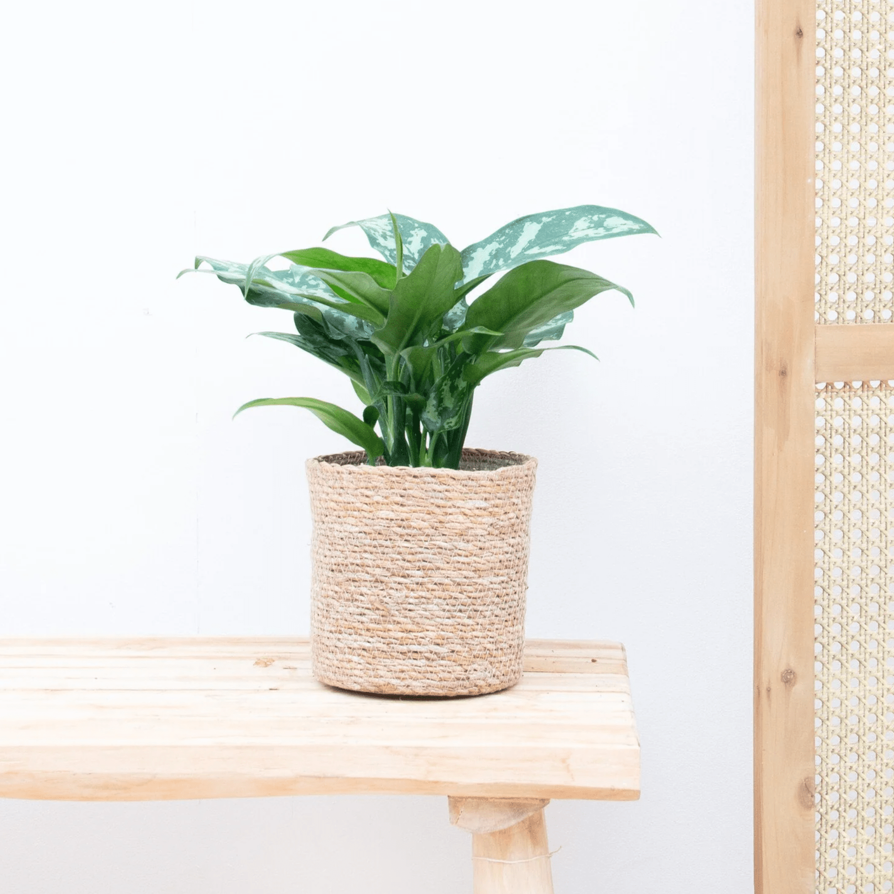 Aglaonema Juliette | 40cm | Pedido en línea