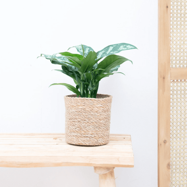 Aglaonema Juliette - 40cm