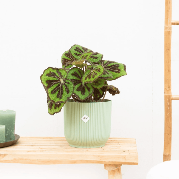 Begonia Masoniana Mountain - 35cm