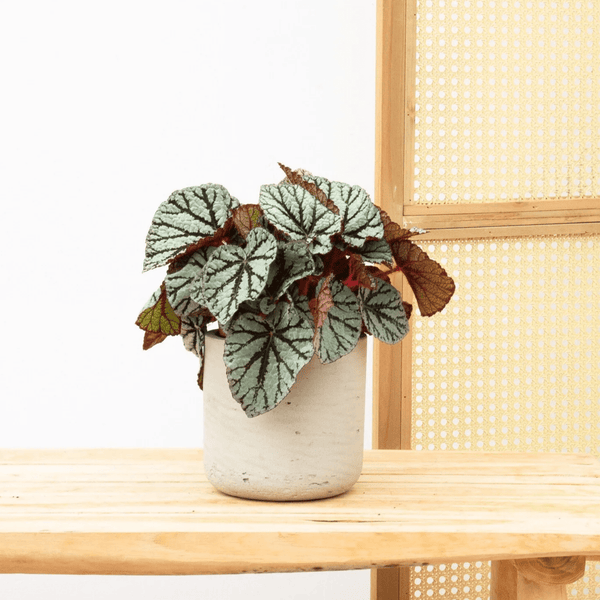 Begonia Rex Fedor - 25cm
