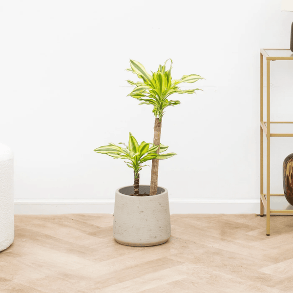 Dracaena Yellow Coast - 75cm