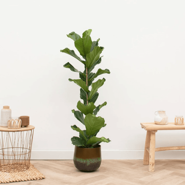 Ficus Lyrata struik - 80cm