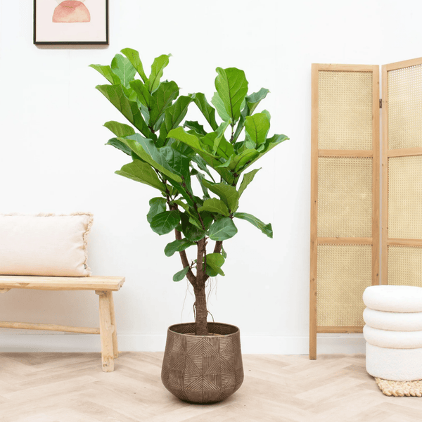 Ficus Lyrata vertakt - 130cm