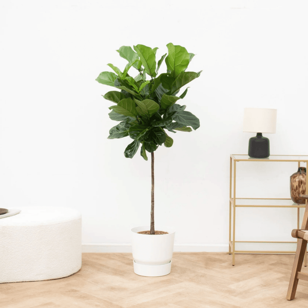 Ficus Lyrata stam - 150cm