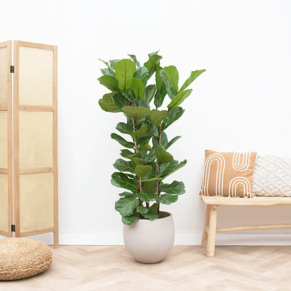 Ficus Lyrata struik - 130cm