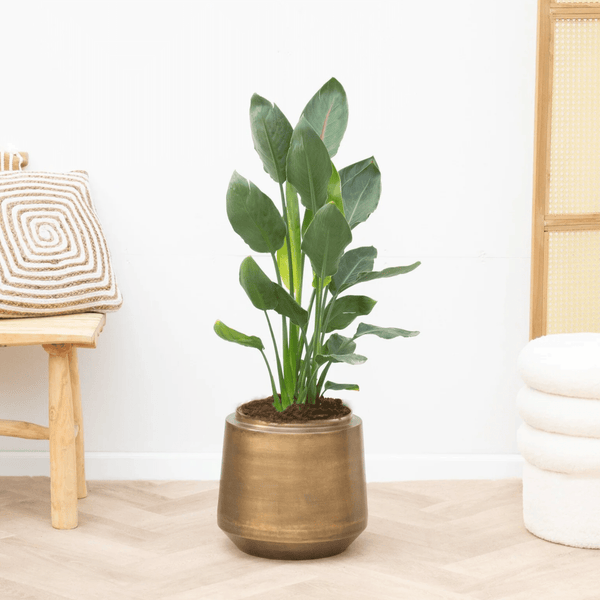 Strelitzia Reginae - 120cm kopen bij Green Bubble