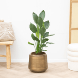 Product afbeelding 1
