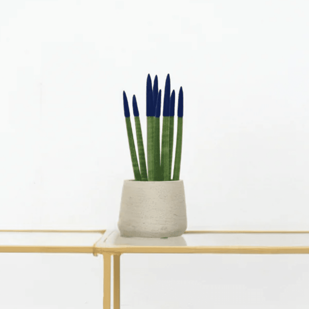 sansevieria cylindrica entretien Sansevieria Cylindrica Velvet Touch bleu | 25cm