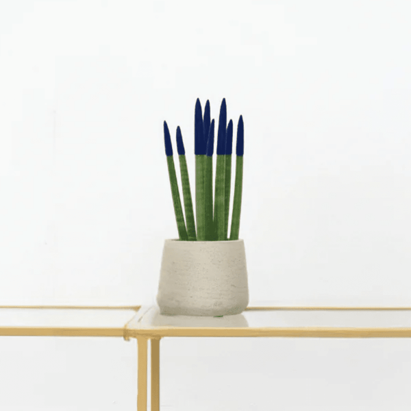 Sansevieria Cylindrica Velvet Touchz blauw - 25cm