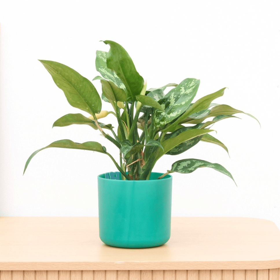 aglaonema es venenosa Aglaonema Maria - 30cm