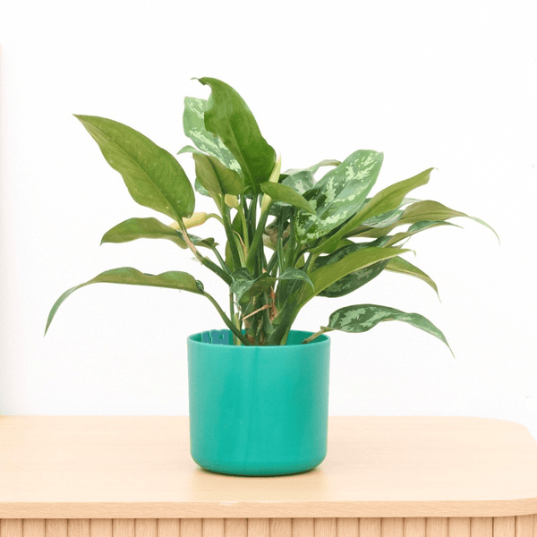 Aglaonema Maria - 30cm