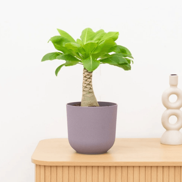 Brighamia Insignis Hawaii palm - 40 cm