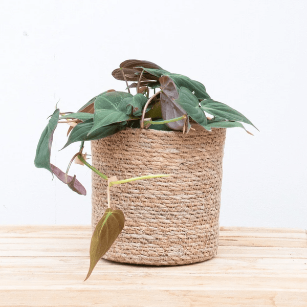 Philodendron Scandens 'Micans' - 25cm