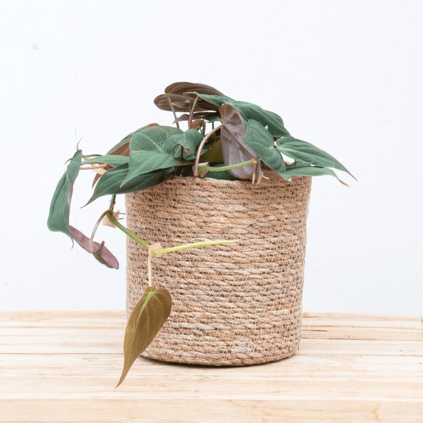 scandens micans philodendron Philodendron Scandens 'Micans' | 20cm