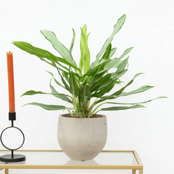 Aglaonema White Lance - 40 cm