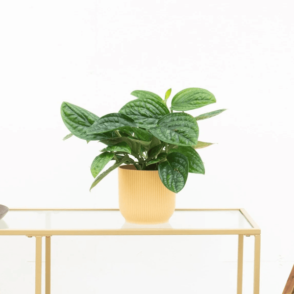 Epipremnum pinnatum 'Marble Planet' - 30 cm